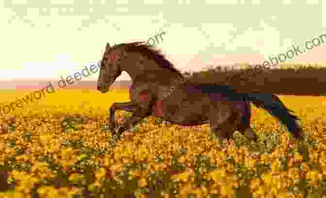 A Beautiful Brown Horse Galloping Through A Field Crazy Horse: 3 (Horses Of Half Moon Ranch)