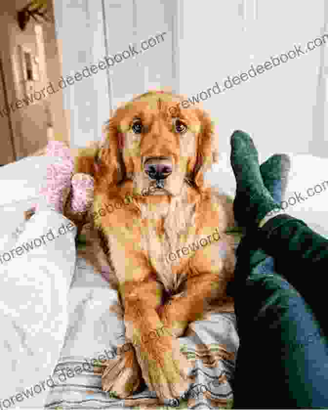 A Beautiful Golden Retriever, Fido Kate Klimo, Lying On A Blanket With Her Family. Dog Diaries #13: Fido Kate Klimo