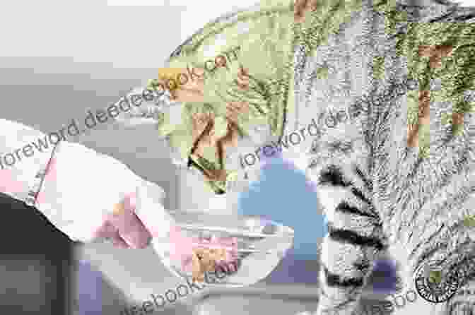 A Bengal Cat And Its Kitten Feeding From A Bowl, Emphasizing The Importance Of Providing A Balanced And Nutritious Diet. The Honest Bengal Cat Guide For Humans: Bengal Cat And Kitten Care: Bengal Cat And Kitten Guide Written By A Bengal Cat (The Honest Guide 1)