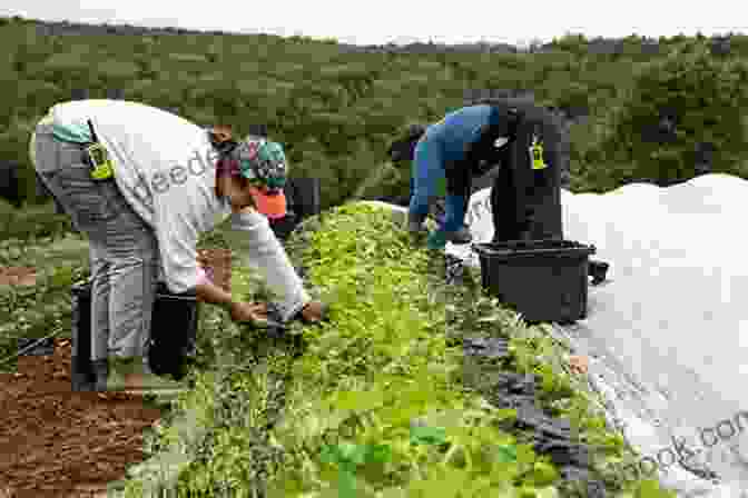A Farmworker Harvesting Vegetables In The Borderlands. Working Women Into The Borderlands (Connecting The Greater West Series)