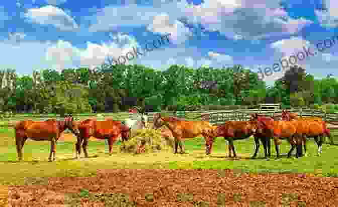 A Group Of 14 Horses Standing Together In A Pasture Moondance: 14 (Horses Of Half Moon Ranch)
