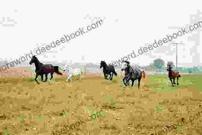 A Group Of Navaho Joe Horses Galloping Across A Field. Navaho Joe: 7 (Horses Of Half Moon Ranch)