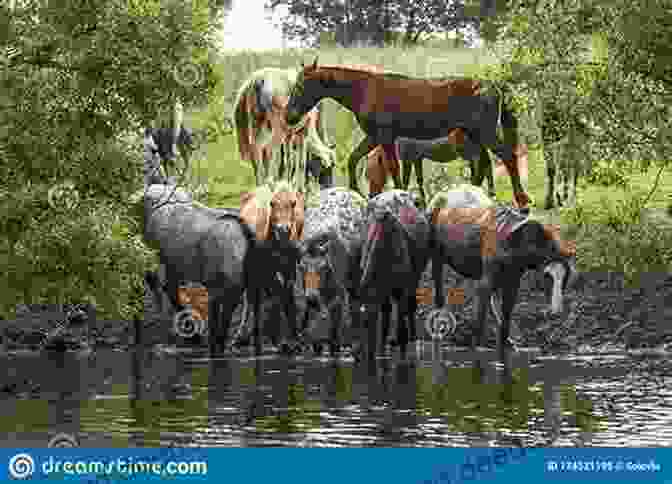 A Group Of Wild Horses Gathered Around A Watering Hole In The Desert Santa Ana: 2 (Wild Horses)
