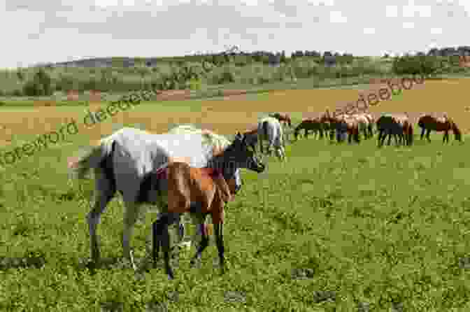 A Group Of Wild Horses, Including A Mare And Her Foal, Standing In A Field Santa Ana: 2 (Wild Horses)