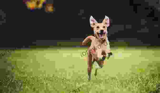 A Happy Dog Running Towards Its Owner While Holding A Ball In Its Mouth Fetch It : Teach Your Brilliant Family Dog To Catch Fetch Retrieve Find And Bring Things Back