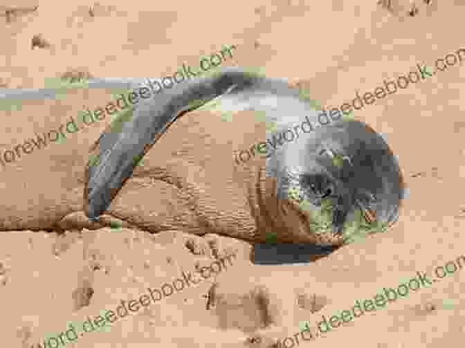 A Hawaiian Monk Seal Resting On The Beach The Hawaiian Monk Seal Dog Of The Sea Waves
