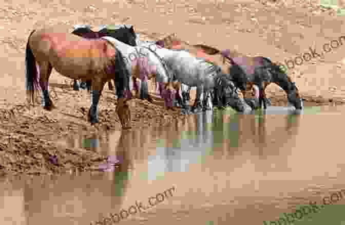 A Herd Of Wild Horses Drinking From A Waterhole Wild Horses: 1 (Horses Of Half Moon Ranch)