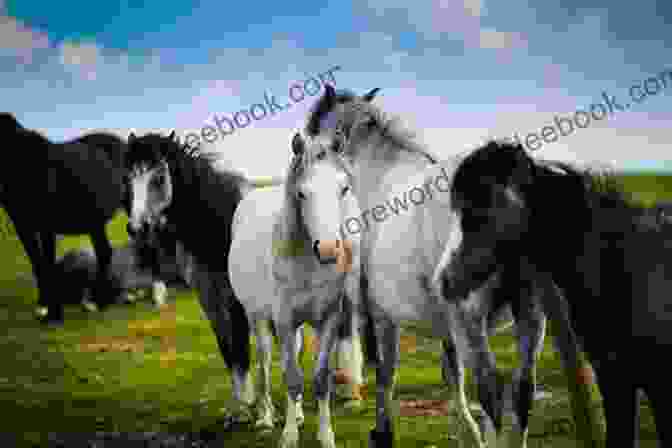 A Herd Of Wild Horses Grazing In A Meadow Wild Horses: 1 (Horses Of Half Moon Ranch)