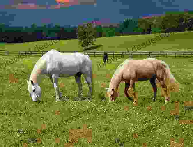 A Horse Grazing In A Meadow Crazy Horse: 3 (Horses Of Half Moon Ranch)