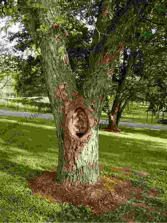 A Large Tree With A Hole In Its Trunk. RJ Boy Detective #1: The Mysterious Crate (a Fun Short Story Mystery For Children Ages 9 12)