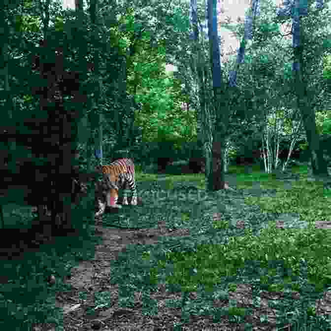 A Majestic Tiger Walking Through A Forest. Life Between The Tigers Kris Neely