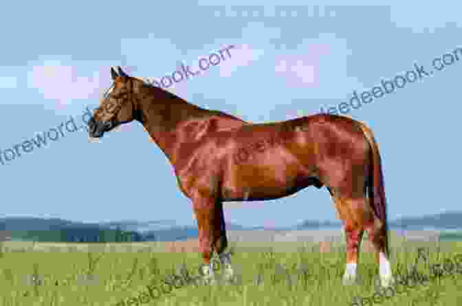A Muscular Quarter Horse Standing In A Field Rodeo Rocky: 2 (Horses Of Half Moon Ranch)