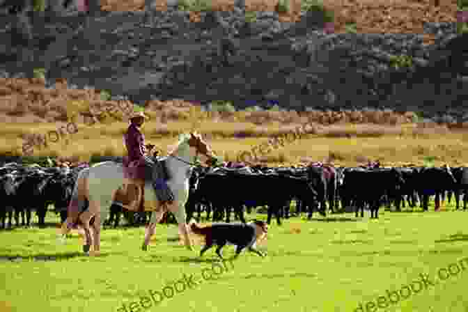 A Vaquera Riding A Horse, Herding Cattle In The Borderlands. Working Women Into The Borderlands (Connecting The Greater West Series)