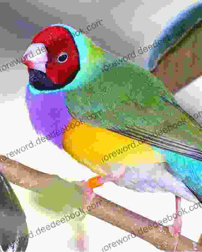 A Vibrant Gouldian Finch Displaying Its Colorful Plumage Gouldian Finches Pets Gouldian Finches Pros And Cons Care Diet Keeping Health And Housing Diet And Health Gouldian Finch Owner S Manual