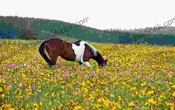 A Wild Horse Running Through A Field Of Wildflowers, With A Mountain Range In The Distance Santa Ana: 2 (Wild Horses)