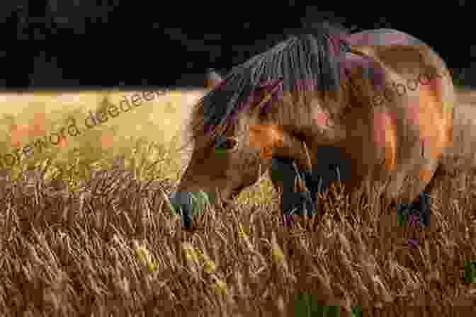 Black Pearl Ponies Grazing In A Pasture Wildflower: 2 (Black Pearl Ponies)