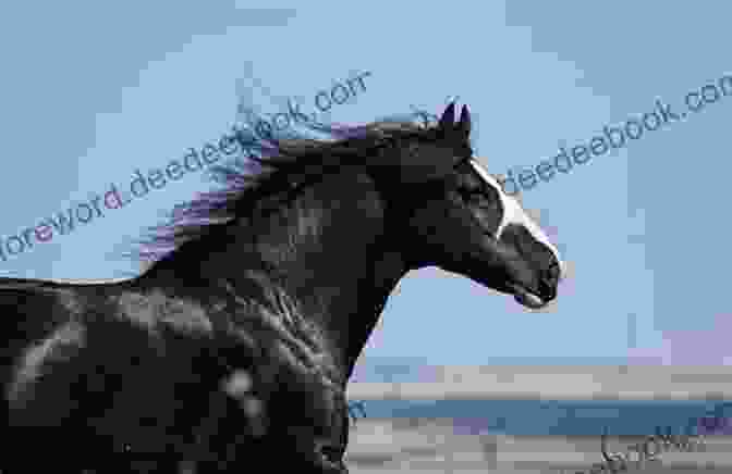 Black Pearl Pony Standing In A Field Wildflower: 2 (Black Pearl Ponies)