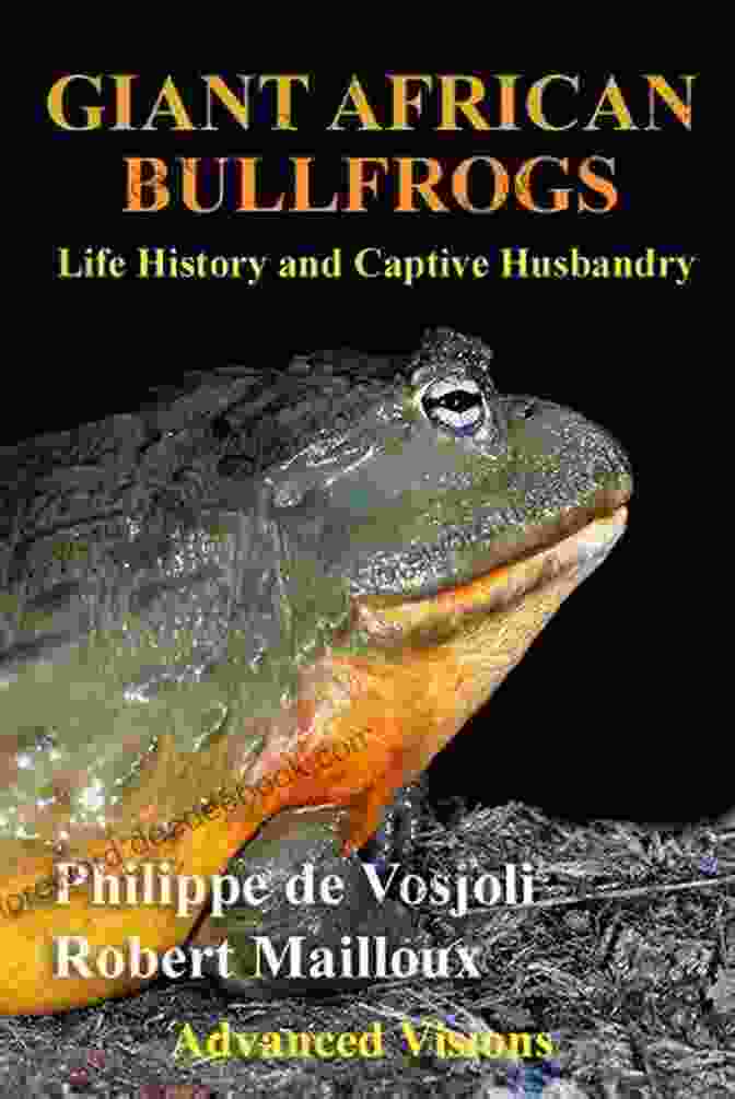 Captive Husbandry Of Giant African Bullfrogs Giant African Bullfrogs: Life History And Captive Husbandry