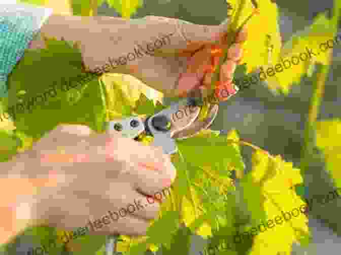 Caro Feely Hard At Work, Pruning Vines In Her Vineyard. Saving Our Skins: Building A Vineyard Dream In France (Caro Feely 2)