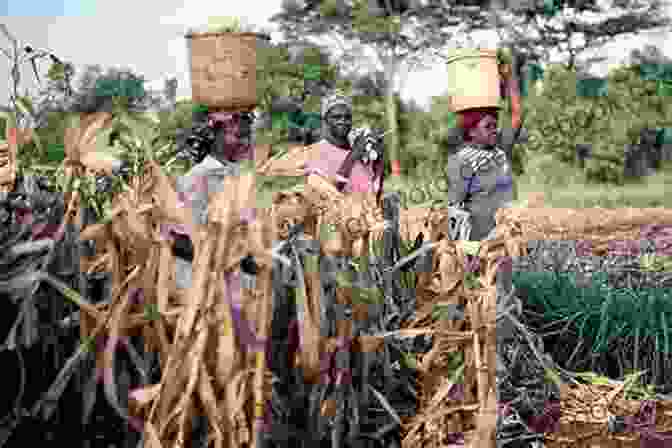 Chinese Workers Harvesting Crops In Africa Will Africa Feed China? Deborah Brautigam