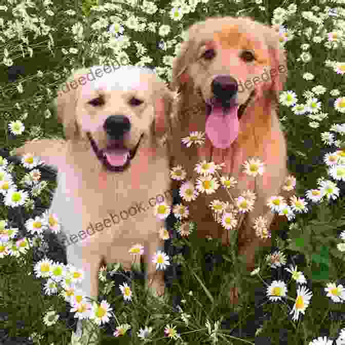 Dash Kate Klimo, A Playful Golden Retriever, Sitting Happily In A Field Of Daisies. Dog Diaries #5: Dash Kate Klimo