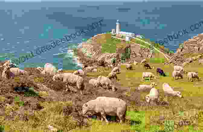 Dolly The Sheep At The South Stack Lighthouse The Lightkeepers Menagerie: Stories Of Animals At Lighthouses