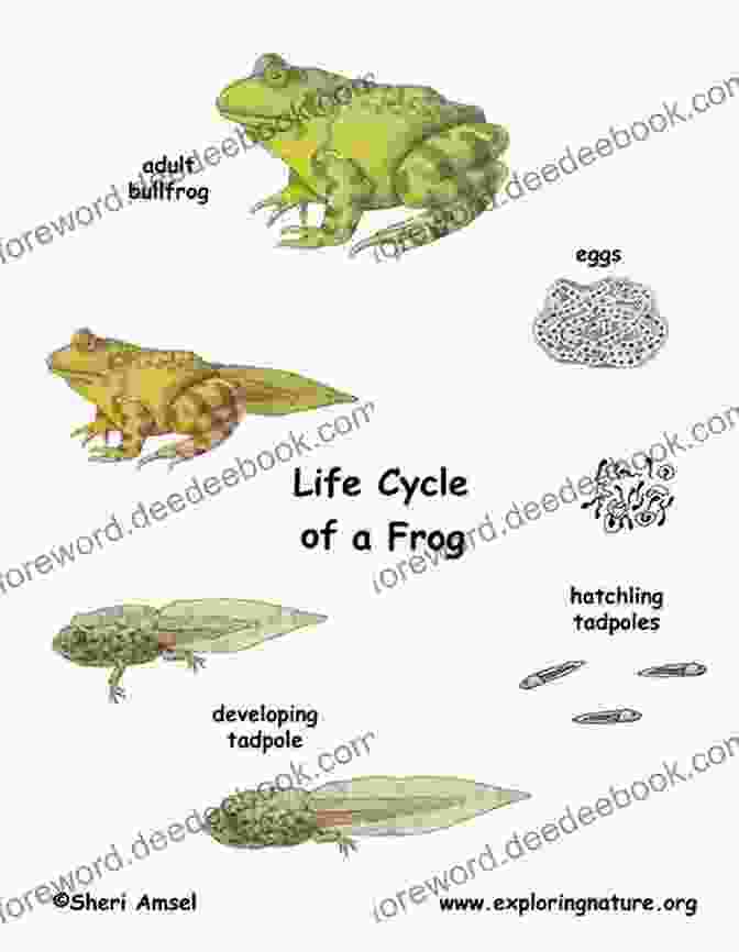 Life Cycle Of Giant African Bullfrogs Giant African Bullfrogs: Life History And Captive Husbandry