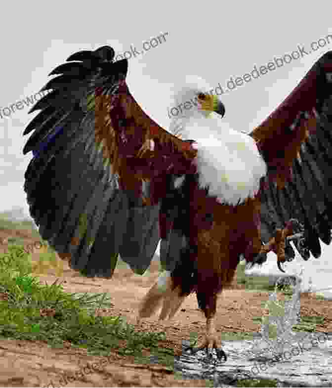 Majestic African Fish Eagle A Guide To The Birds Of East Africa: A Novel