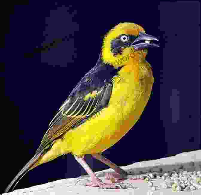 Sociable Village Weaver A Guide To The Birds Of East Africa: A Novel