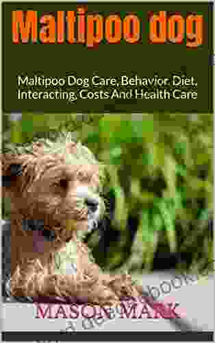 Maltipoo Dog : Maltipoo Dog Care Behavior Diet Interacting Costs And Health Care